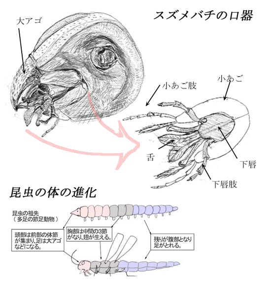 ꂱ550