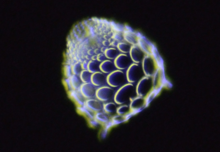 ���ꂱ��01185